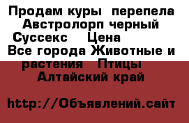 Продам куры, перепела. Австролорп черный. Суссекс. › Цена ­ 1 500 - Все города Животные и растения » Птицы   . Алтайский край